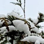 Rośliny zimozielone do ogrodu: które naprawdę wyglądają dobrze zimą Śnieg na gałązkach zimozielonego krzewu w zimowym ogrodzie